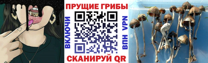 Галлюциногенные грибы прущие грибы  Тайга 